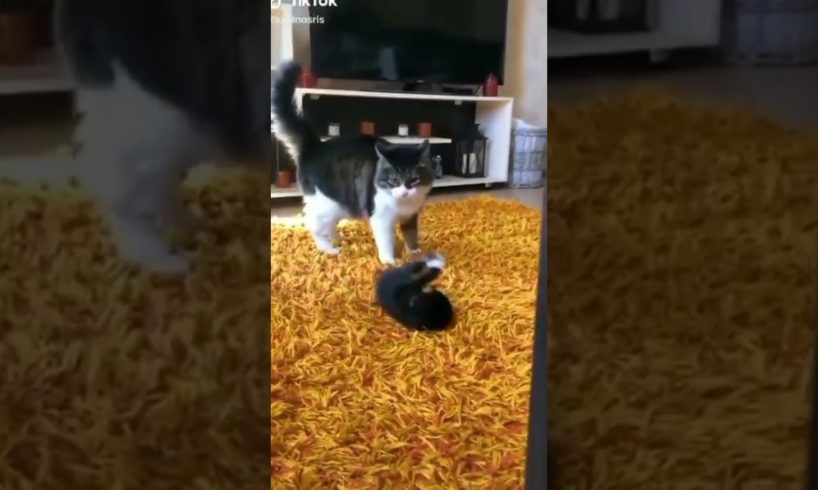 🥰Cute Cat playing with cute kitten🙀#shorts #viral#animalsmasti #funny#cute#pets#cat #kitten#funnycat