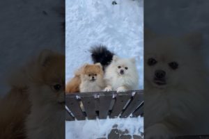 Cute Puppies Doing Funny Things 2021🥰♥ Cutest Dogs