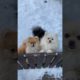 Cute Puppies Doing Funny Things 2021🥰♥ Cutest Dogs