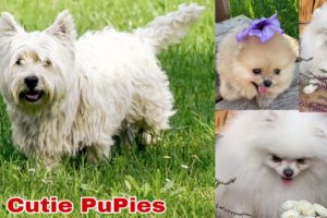 Cute Puppies Doing Funny Things, Cutest Puppiesin the Worlds 2022 // Funny puppies #PuPies_Lovd