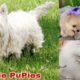 Cute Puppies Doing Funny Things, Cutest Puppiesin the Worlds 2022 // Funny puppies #PuPies_Lovd