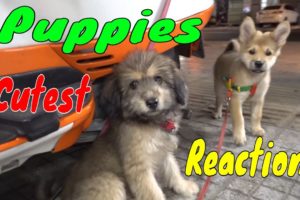 Cute Puppies React When Being Filmed 2 - Cutest Baby Dogs | Viral Dog