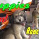 Cute Puppies React When Being Filmed 2 - Cutest Baby Dogs | Viral Dog