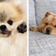 Cute Puppies You Wanna Watch doing Funny  🐶 | Cute Puppies