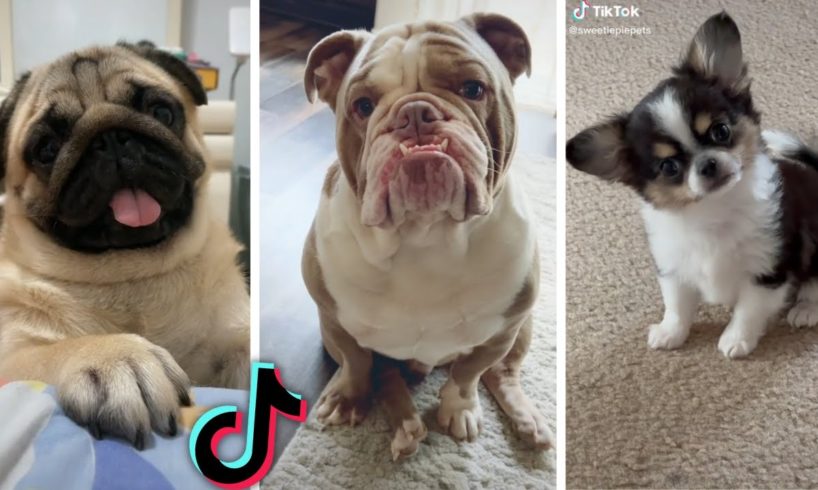 Cute Puppies and Dogs Doing Hilarious Things! ๐