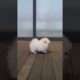 Cute Puppies video compilation Cutest moments of Animals