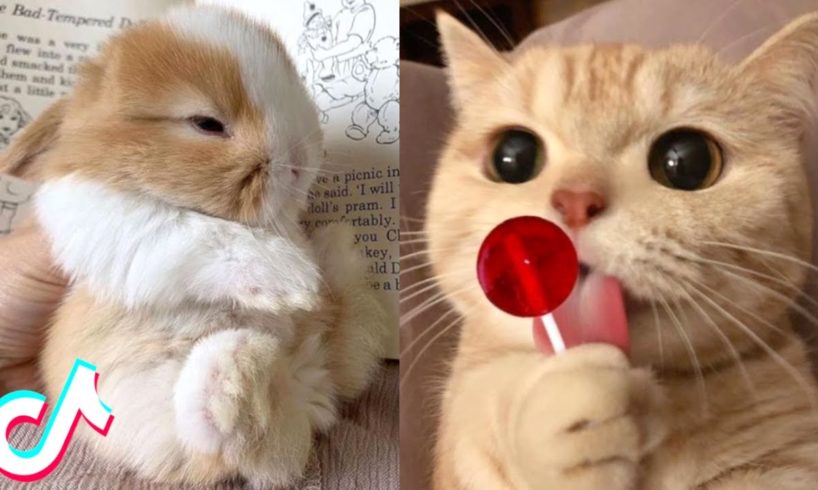 Cute TikTok Pets that Will 100% Make Your Day Better 🥰