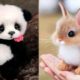 Cute baby animals Videos Compilation cute moment of the animals - Cutest Animals #21