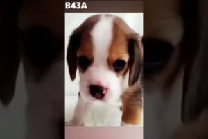 Cute baby animals Videos Compilation cutest moment of the animals - Cutest Puppies #shorts