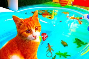 Cute kitten plays with fish in water park, Cute animals