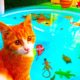 Cute kitten plays with fish in water park, Cute animals