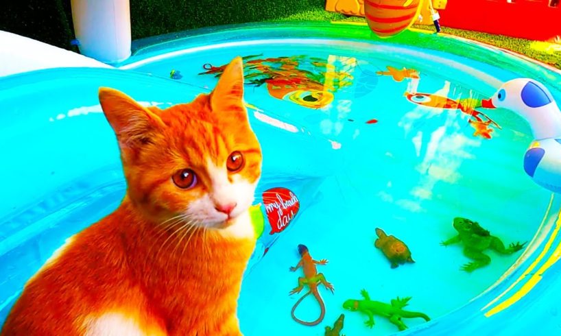 Cute kitten plays with fish in water park, Cute animals