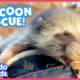 Cutest Baby Raccoons Need A Super Sneaky Rescue | Animal Videos For Kids | Dodo Kids