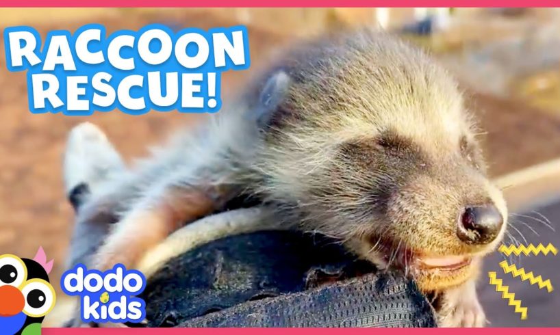 Cutest Baby Raccoons Need A Super Sneaky Rescue | Animal Videos For Kids | Dodo Kids