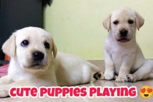 Cutest Labrador puppies Are Playing Cute 🥰 | Cutest Puppies Playing