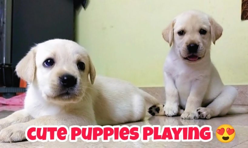 Cutest Labrador puppies Are Playing Cute 🥰 | Cutest Puppies Playing