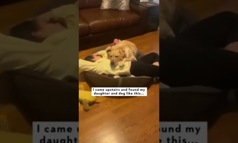 Cutest dogs cats in the world2022 #shorts #cutedogs#funnydogs#funny#cute#dogs#cat#cats#tiktok#kitten