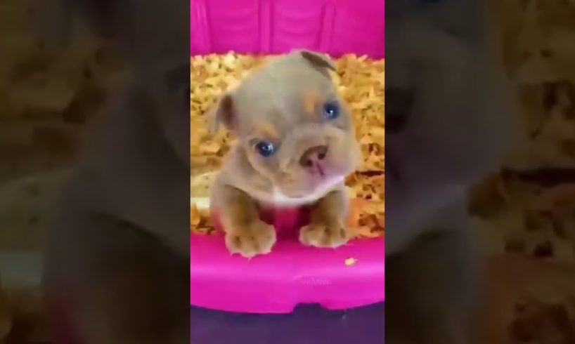 Cutest dogs in the world 2022 #shorts #cutedog #funnydogs #funny #cute #dogs #viral #tiktok