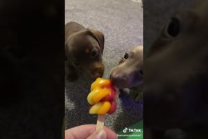 Cutest puppies and Funniest Dogs of TikTok Compilation that will make your day.