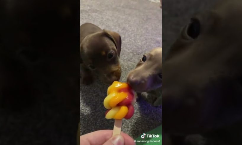 Cutest puppies and Funniest Dogs of TikTok Compilation that will make your day.