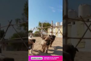 Cutest puppies ever #shorts #viral #love #relax #calm #chill #dog #puppy #pets