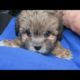 Cutest puppies for Christmas | Backyard Vlog