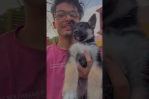 Cutest puppy Nonu the husky | review reloaded | #short