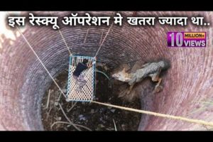 Dangerous rescue operation of a Indian Jackal animal that fell in a well from Ahmednagar district