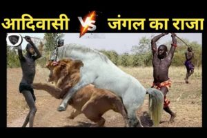 Deadliest tribes vs Lion | jungle ke aadivasi | Most dangerous wild Animal Fights