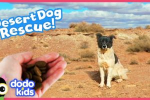 Desert Dog Lost For Months Finally Rescued In A Really Clever Way | Rescued! | Dodo Kids