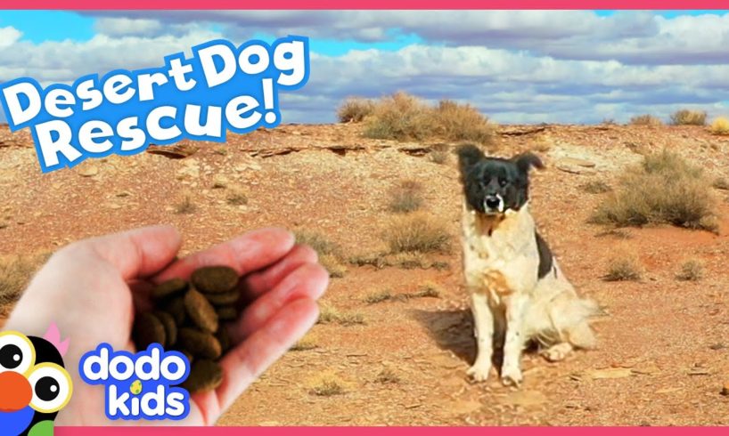 Desert Dog Lost For Months Finally Rescued In A Really Clever Way | Rescued! | Dodo Kids