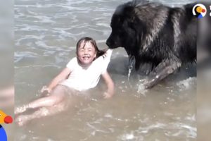 Dog 'Saves' His Little Girl From The Ocean | The Dodo