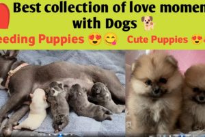 #Dog - Best collection of love moments with dogs - Breastfeeding dog - cutest puppies -Ep-50