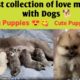 #Dog - Best collection of love moments with dogs - Breastfeeding dog - cutest puppies -Ep-50