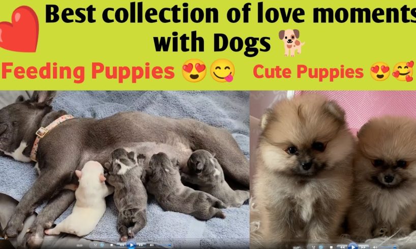 #Dog - Best collection of love moments with dogs - Breastfeeding dog - cutest puppies -Ep-50