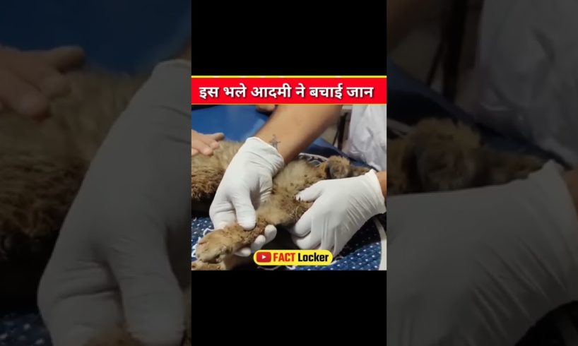 Dog Rescue | भले लोग की वजह से बची जान | #shorts #humanity