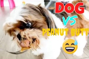 Dog VS Peanut Butter😋🥜| FIRST TIME EVER!!! (Safe for dogs) Funny Smiling Shih Tzu🐶❤