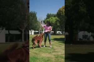 |Dog playing with his friend ||🐕🐕#animals #cuteanimals #animalhouse #shorts