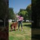 |Dog playing with his friend ||🐕🐕#animals #cuteanimals #animalhouse #shorts