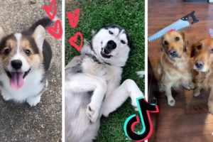 Dogs Doing Funny Things Tik Tok ~ Cute Puppies TIKTOK Compilation