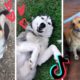 Dogs Doing Funny Things Tik Tok ~ Cute Puppies TIKTOK Compilation