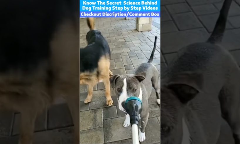 Dogs Playing With Water #shorts #dog #cute #funny #training #animals #smart #viral #trending