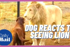 Dogs react to lions and other animals | Dogs are incredible