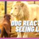 Dogs react to lions and other animals | Dogs are incredible