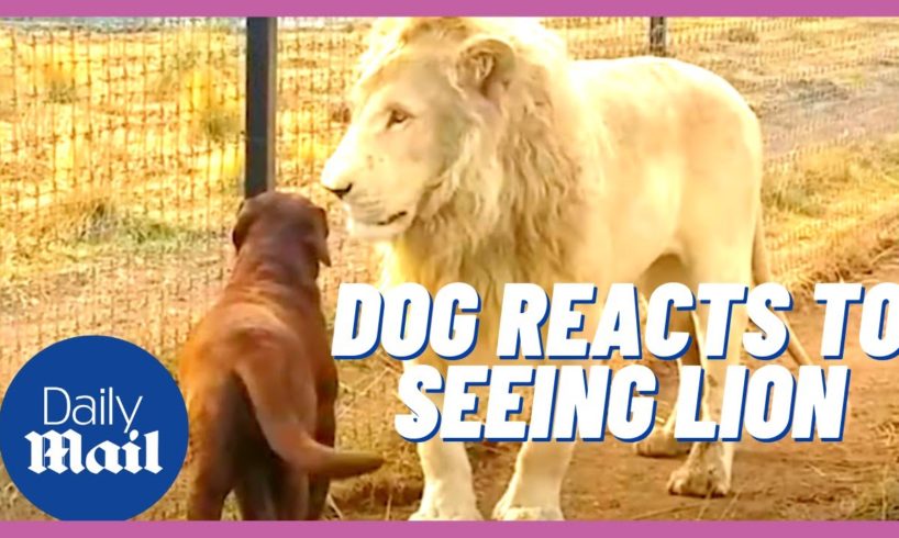 Dogs react to lions and other animals | Dogs are incredible