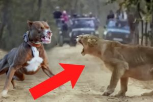 Dogs vs Wild Animals