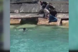 Dramatic video of dog rescued from Lake Michigan