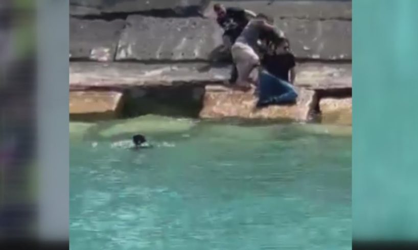 Dramatic video of dog rescued from Lake Michigan