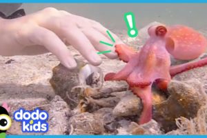 Egbert The Friendly Octopus Has A Surprise Best Friend | Animal Videos For Kids | Dodo Kids