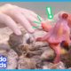 Egbert The Friendly Octopus Has A Surprise Best Friend | Animal Videos For Kids | Dodo Kids
